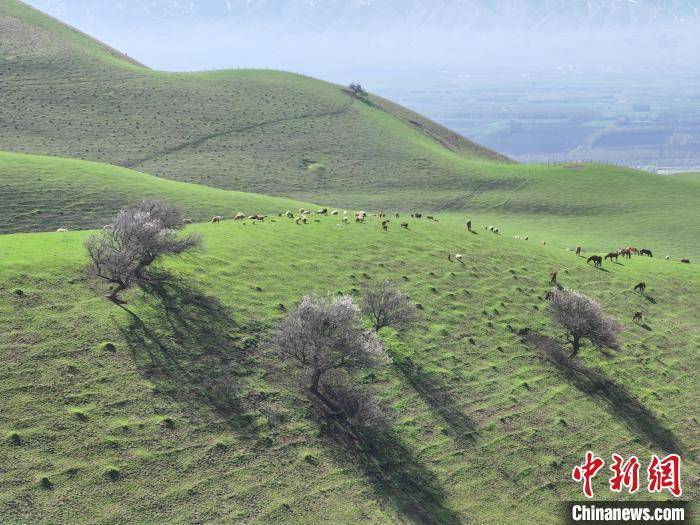 新疆新源县那拉提杏花谷迎来最美季