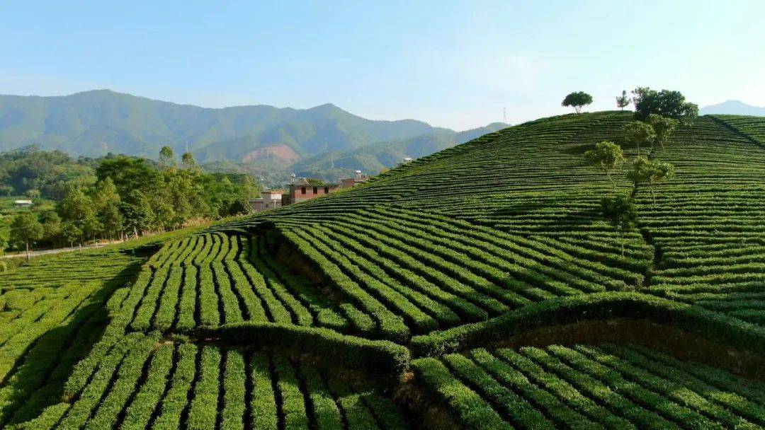 徒个好心情解锁博罗徒步追绿路线