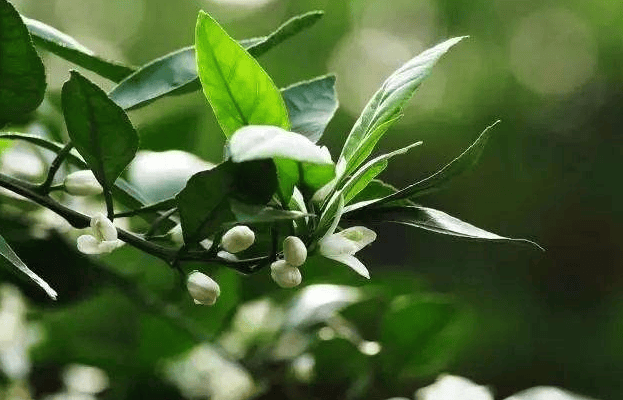 柑橘保花保果阶段激素使用不当极易药害你得这样用