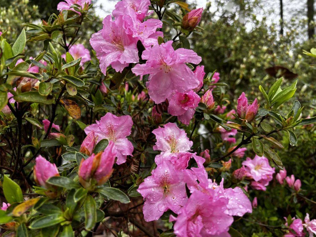 杜鹃花开迎客来