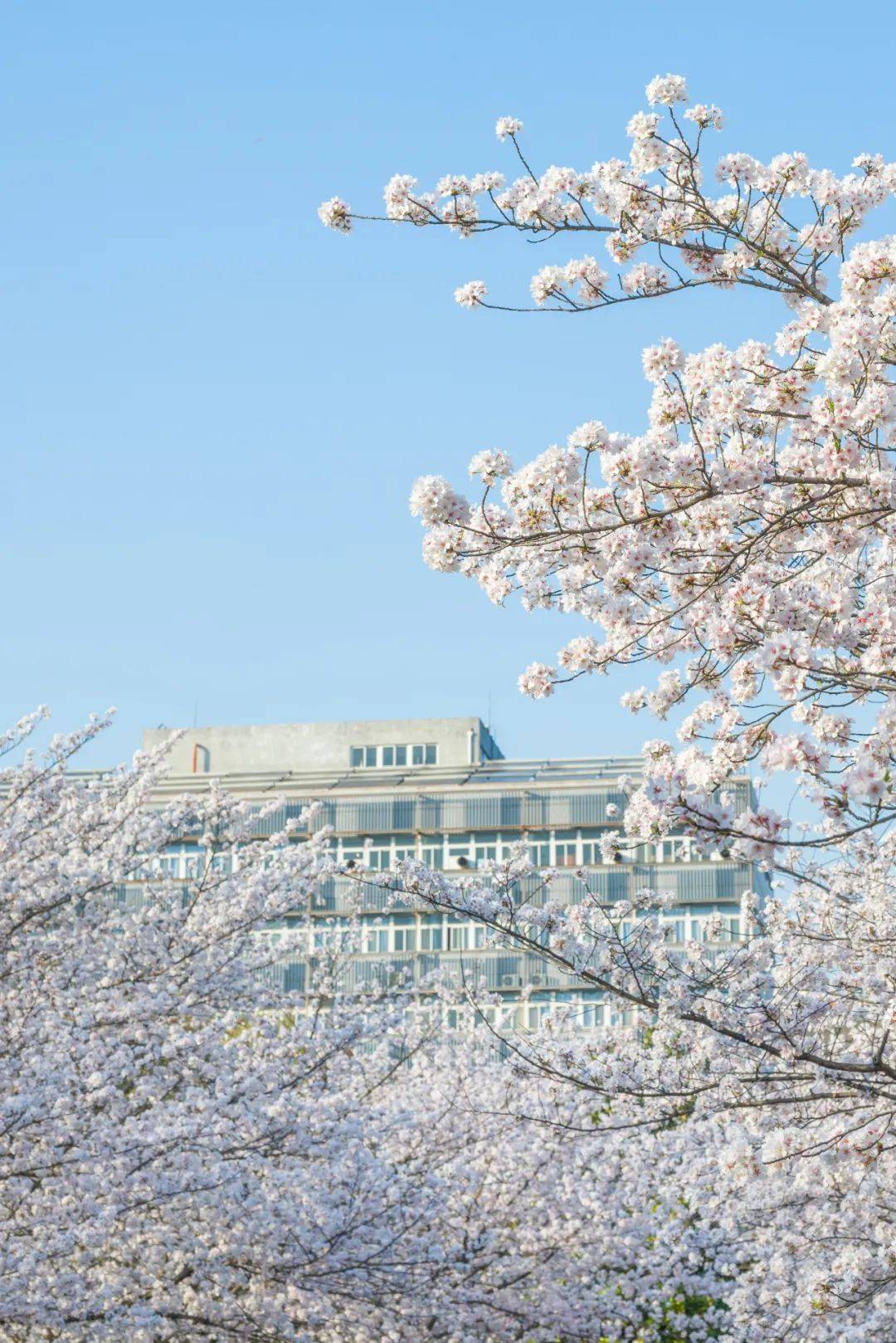 春风有信静候佳樱丨拍同济摄影大赛线上投票开启