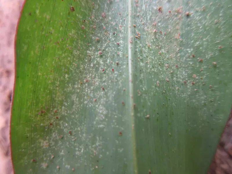 高效氯氰菊酯什么时候打最合适?_防治_危害_红蜘蛛