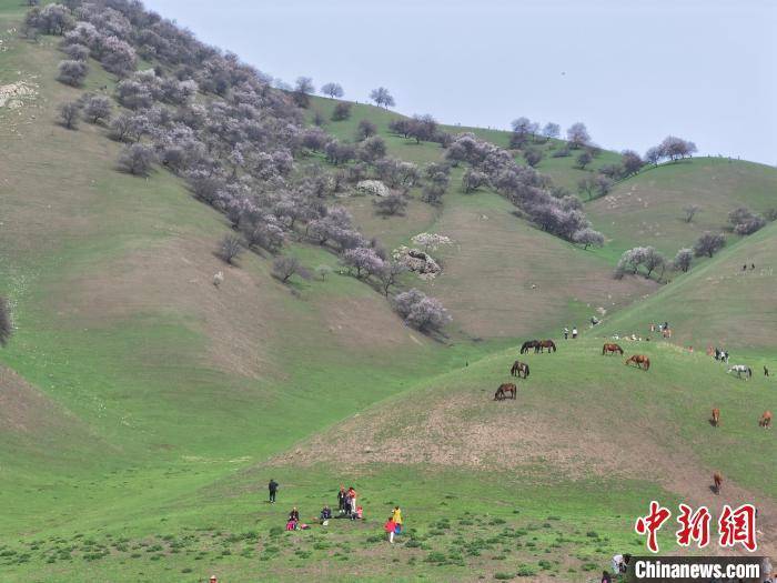 新疆新源县那拉提杏花谷迎来最美季