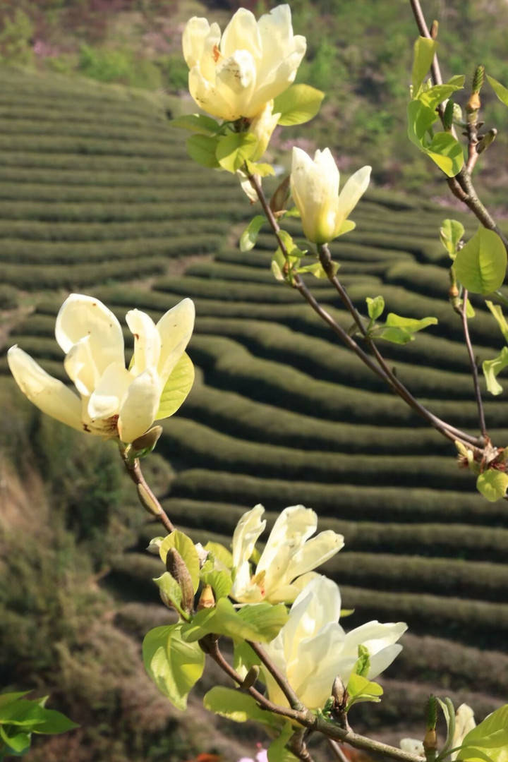 晚潮|上马岗上看樱花