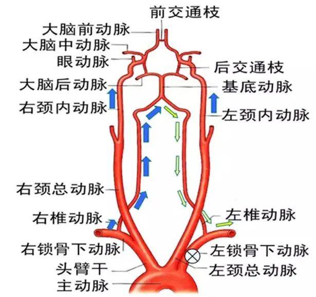 人体血管分布图头部图片