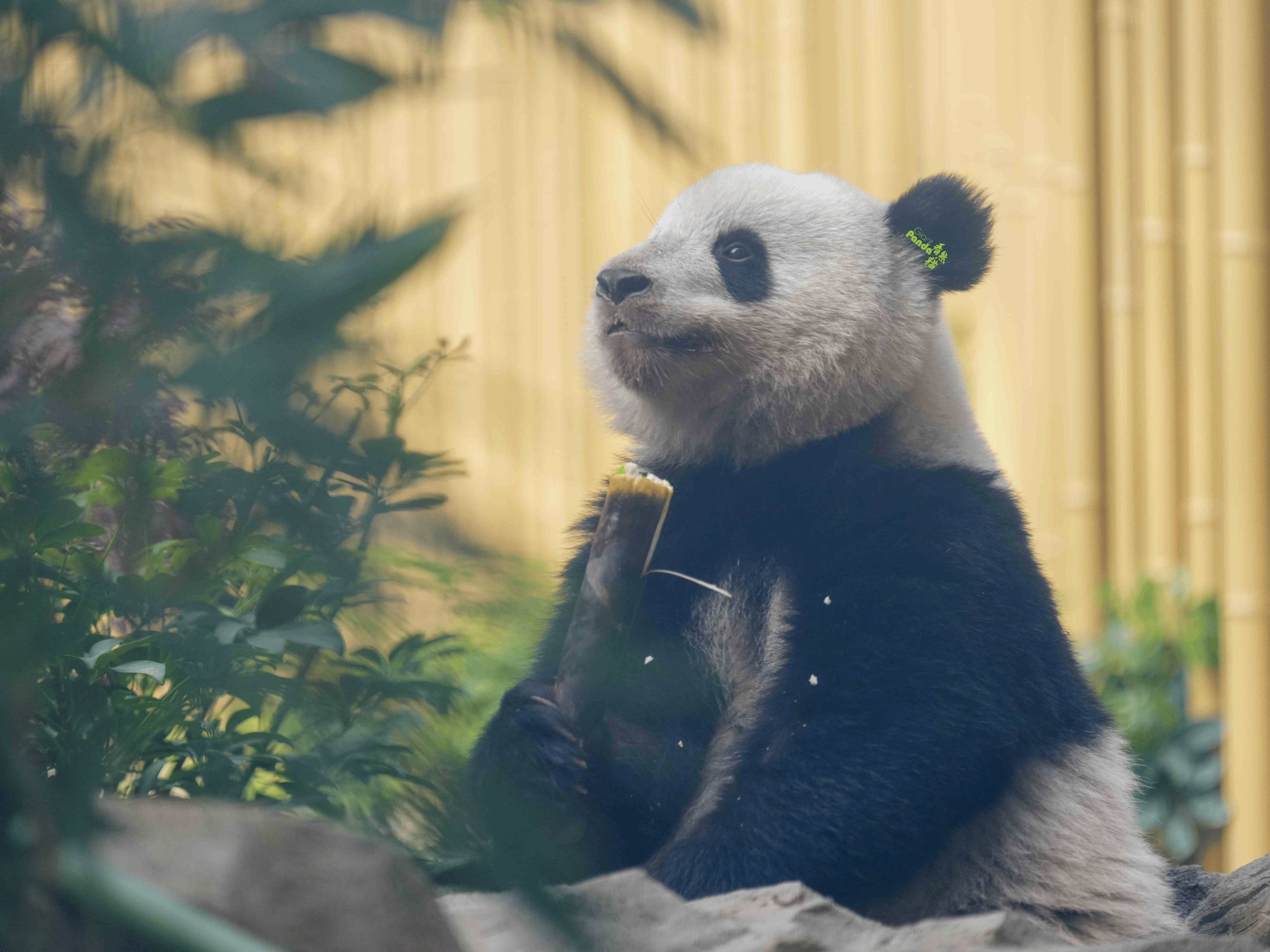 滚滚美照大熊猫北辰