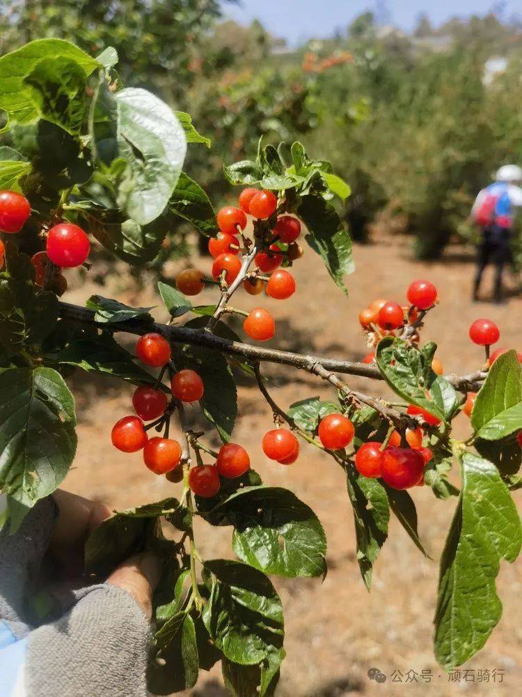 瓦恭的樱桃熟了