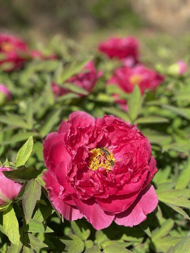 簸箕掌牡丹园等你来赏花!