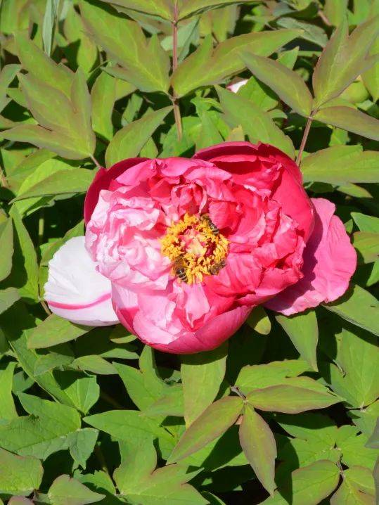 簸箕掌牡丹园等你来赏花!