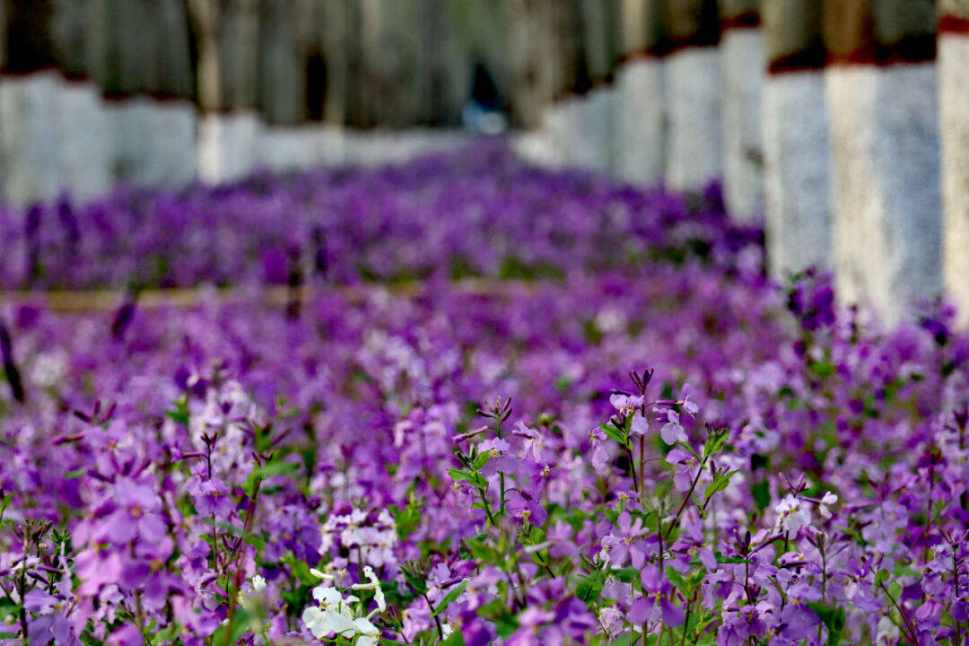 银川这里二月兰悄然绽放紫色花海超惊艳