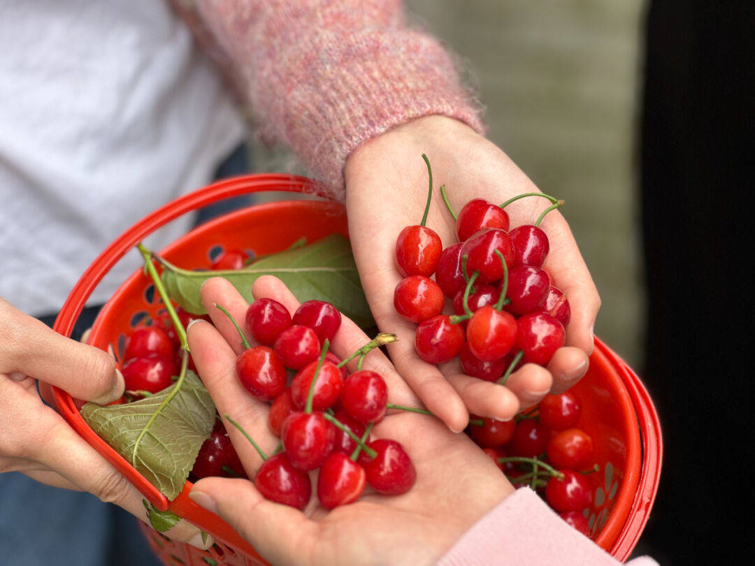 八塘镇云雾山的樱(en)桃熟啦!_山樱桃_文明_种植
