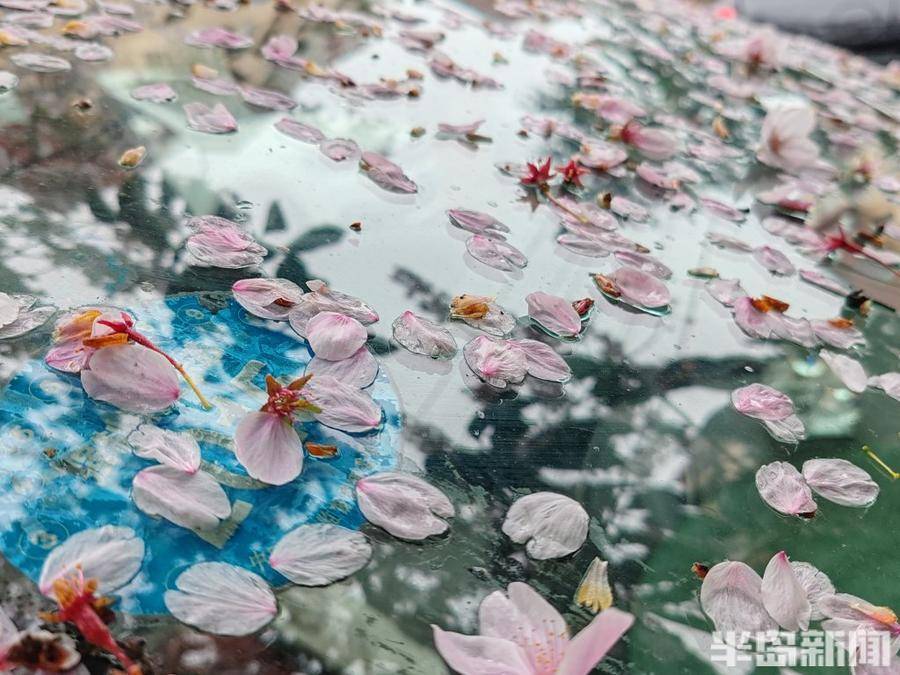 满眼皆是花瓣雨