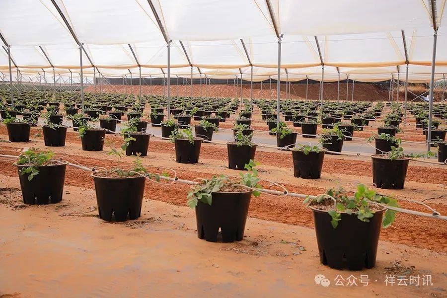 祥云县最大蓝莓基地有望明年1月采果