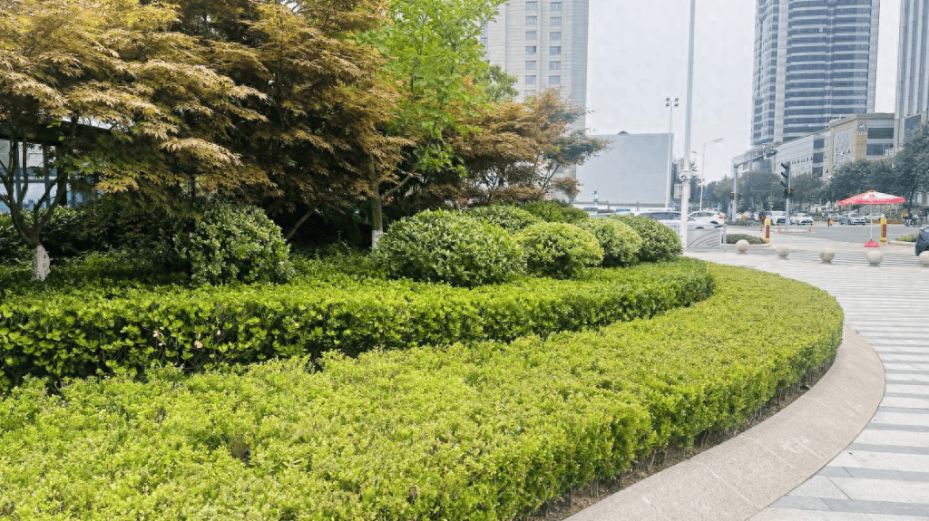 青岛市市南区:聚焦精细绿化管理 绘就宜居生活底色