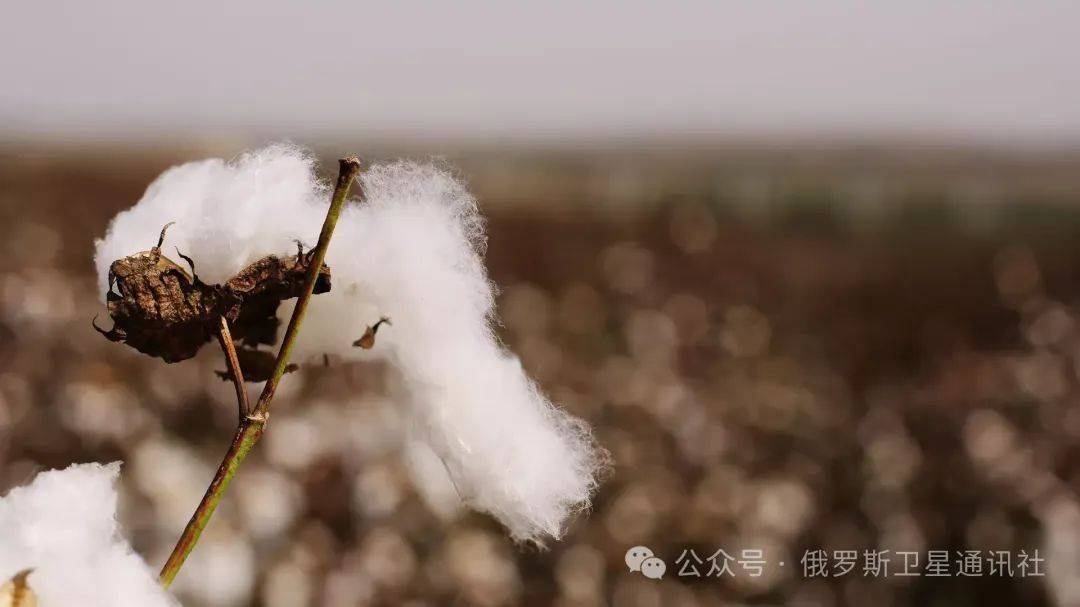 欧盟决定禁用中国棉花现在用什么制造火药