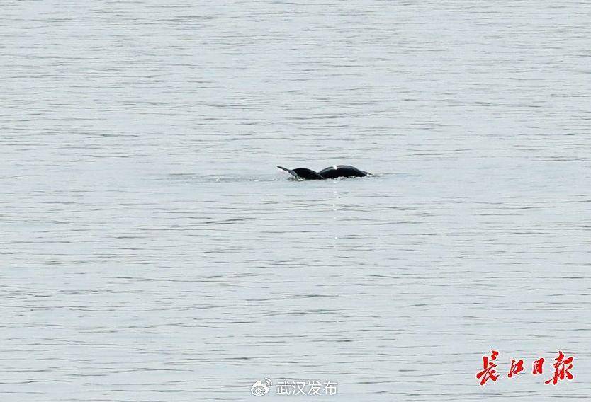 喜讯江豚湾再添三头小江豚