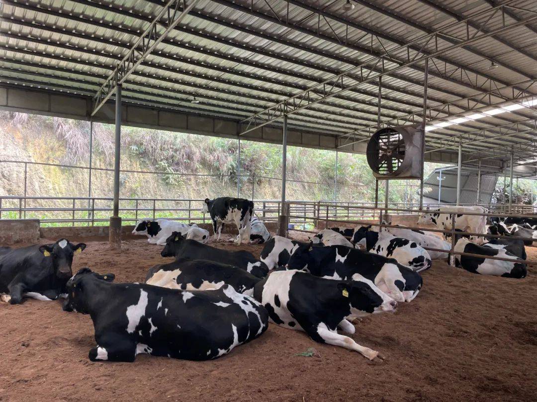 "通过建设农业产业强镇,预计可带动龙口全镇打造高标准规模化肉牛养殖