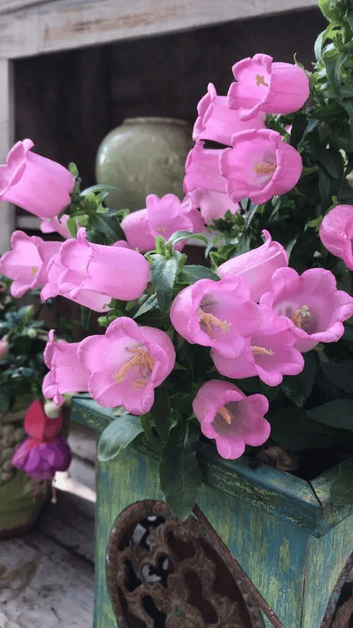 阳台花园怎么种风铃草风铃草怎么养花语是什么这里有详细的养殖方法和