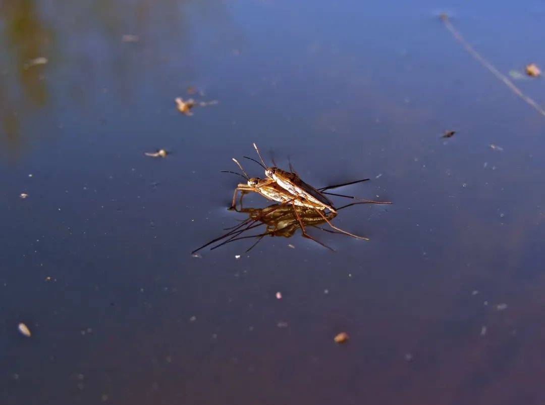 所谓水生昆虫,或许并不是一生都在水中,它们种类多样,适应生活的水域