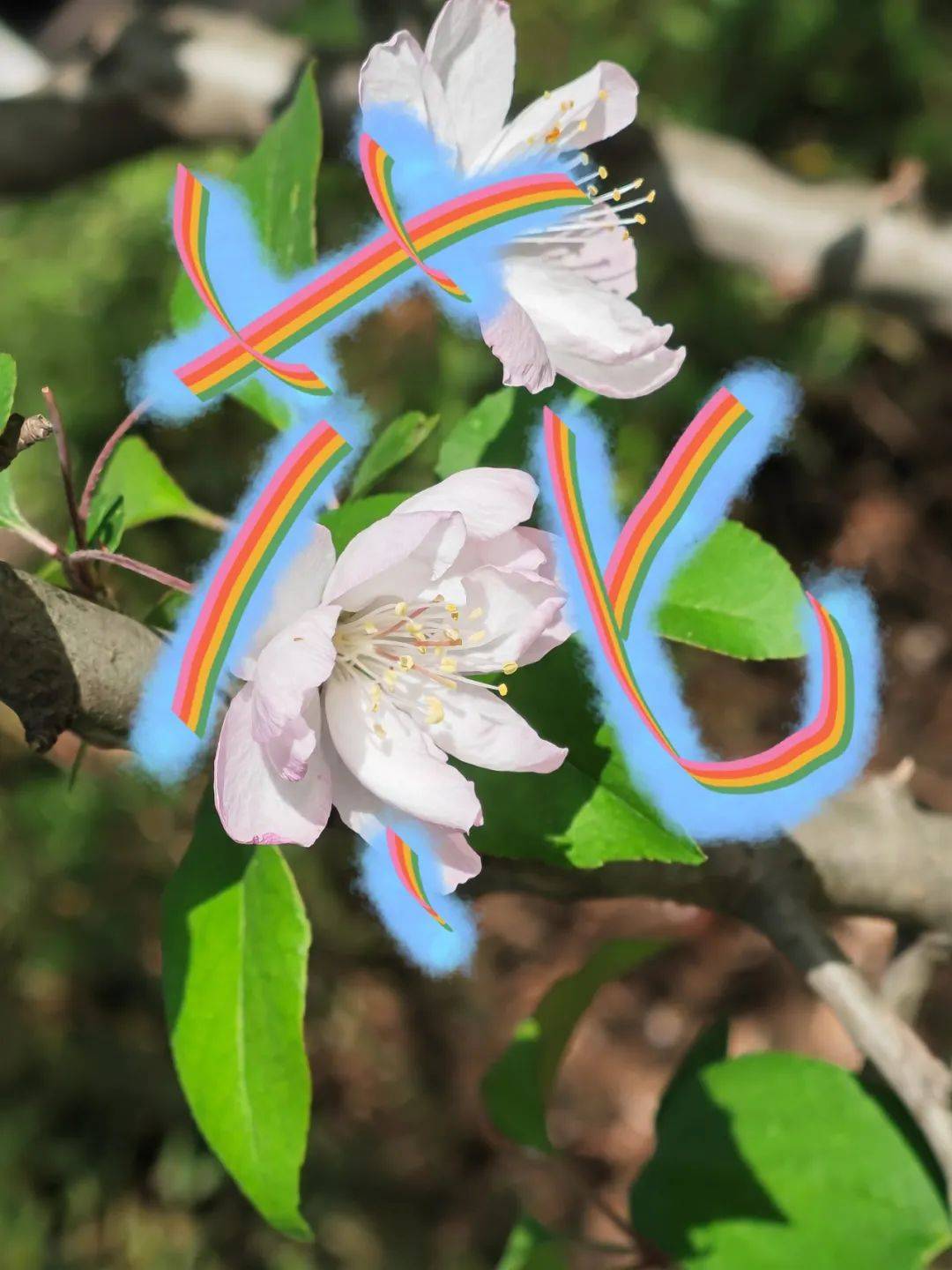 镜界春与人宜我们随春天共绘芳菲