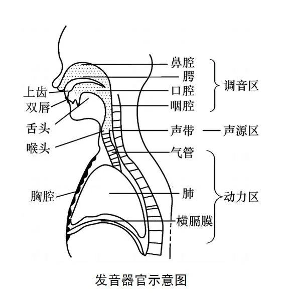 声门在哪个位置图片