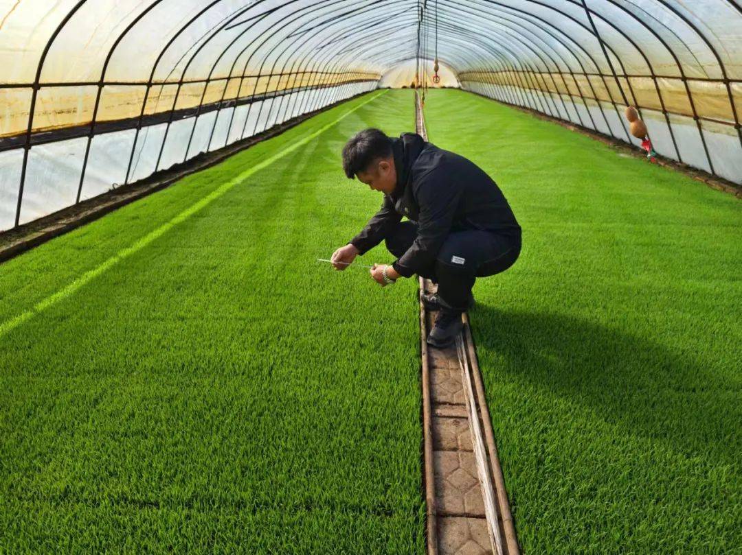 856三区田保姆助力育秧大棚添新绿
