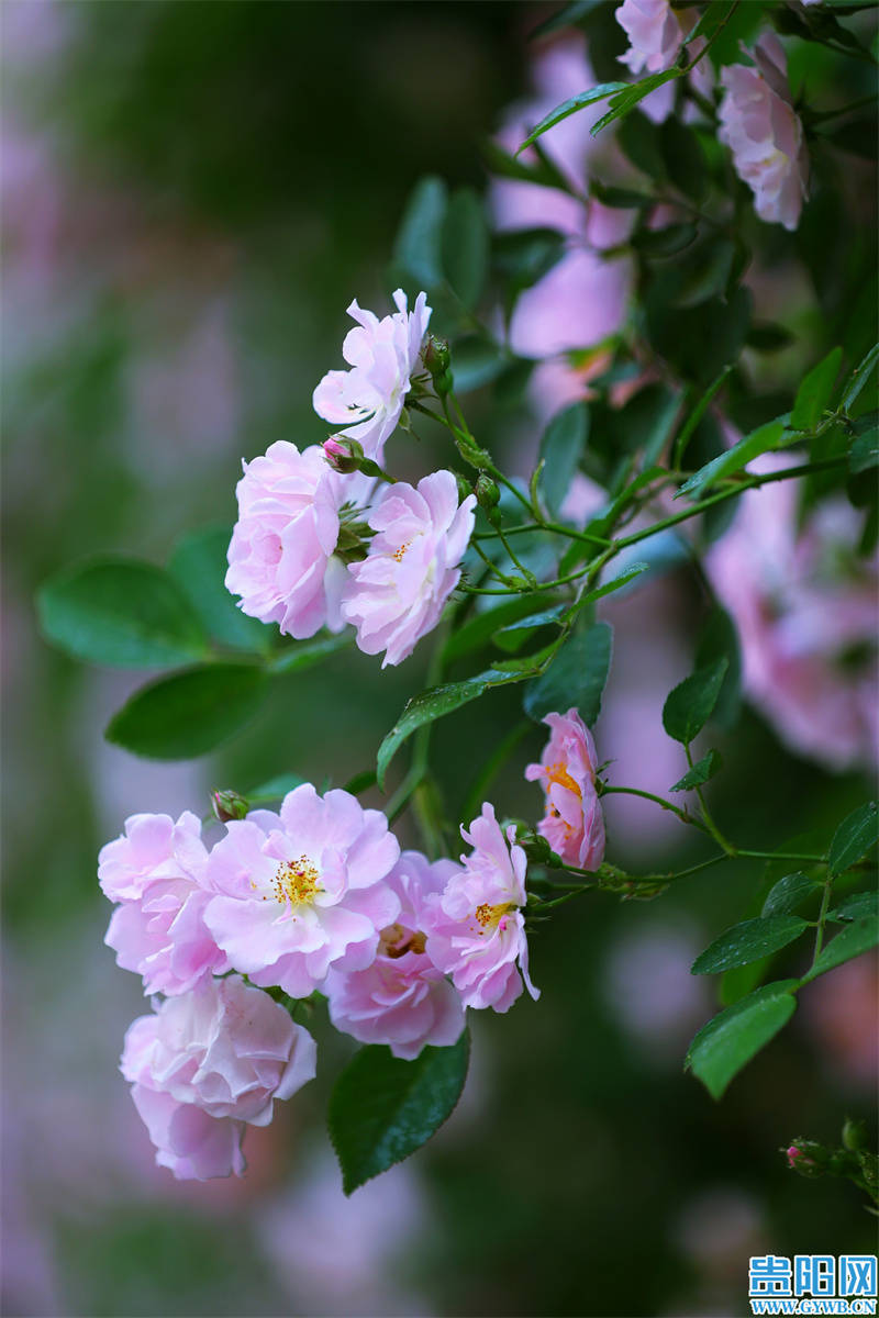 蔷薇花手机壁纸 竖屏图片