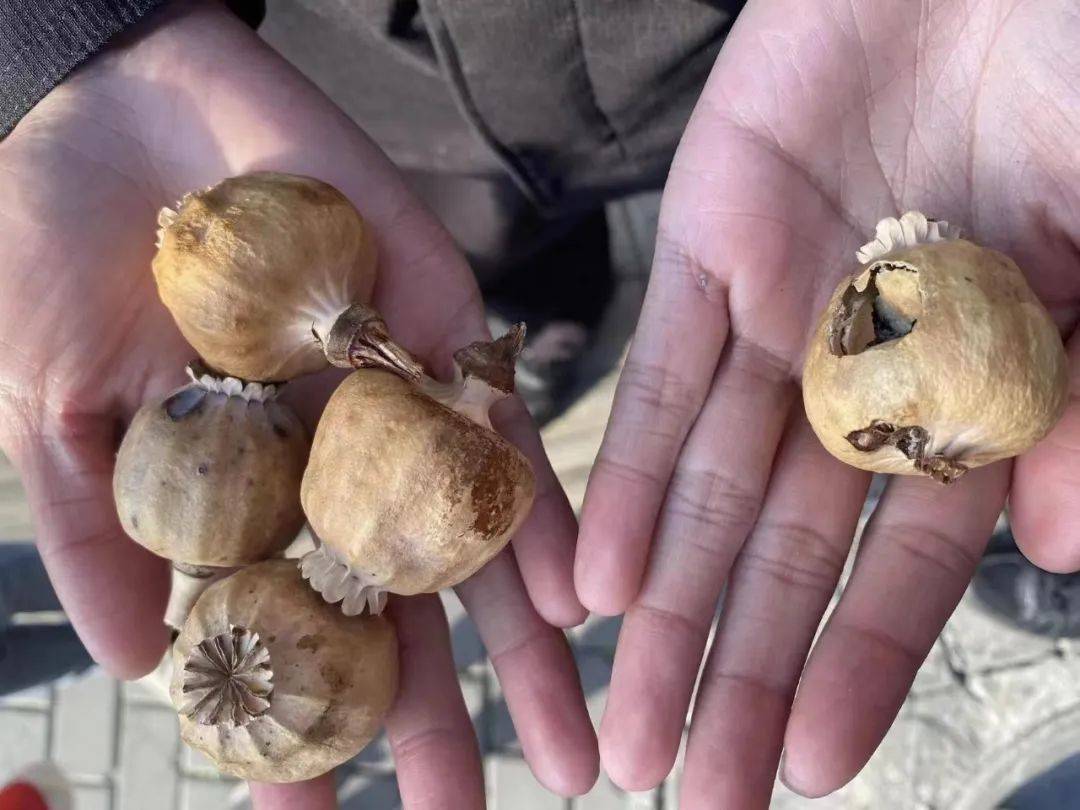 捡到罂粟果上交,竟让网友破防:我居然还以为是大蒜…_植物_禁毒_果实