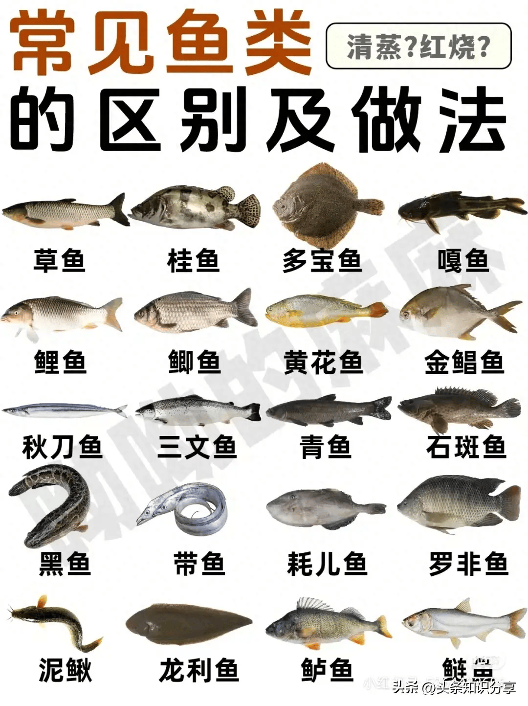 20种常见鱼类的区别及做法