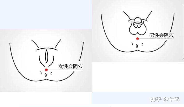 分阴阳的准确位置图图片