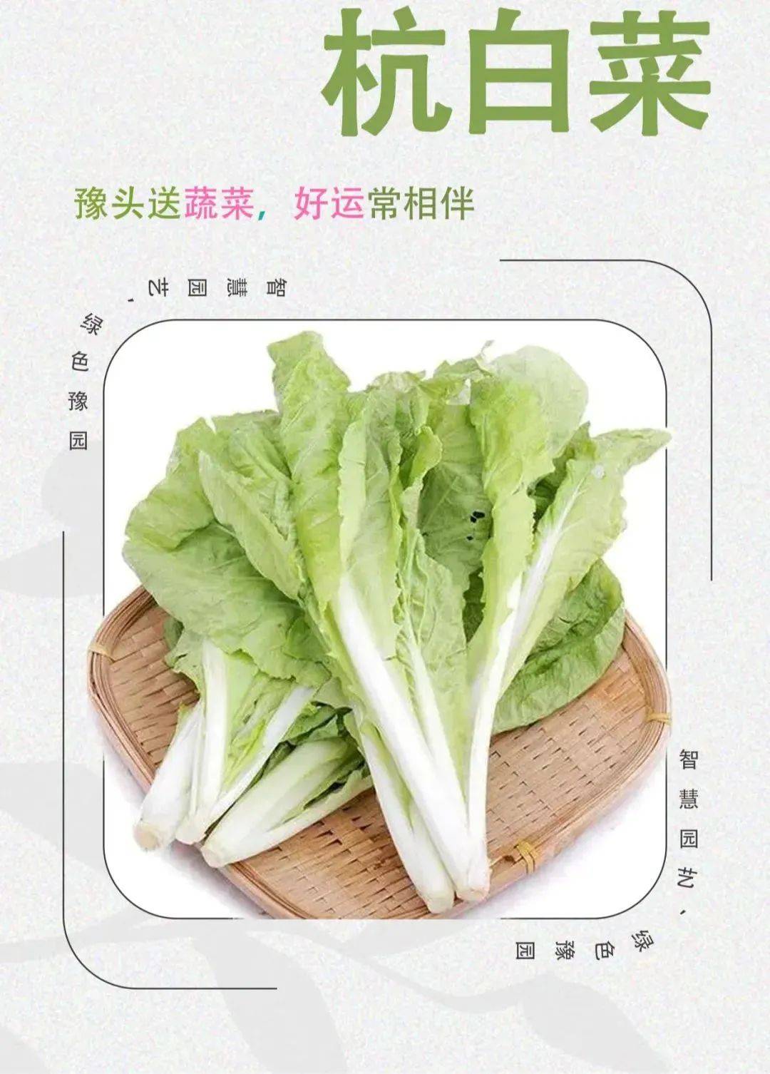 杭白菜 生菜图片