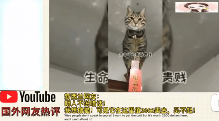 中国狸花猫在国外高值2500美金，国内却无人珍惜！