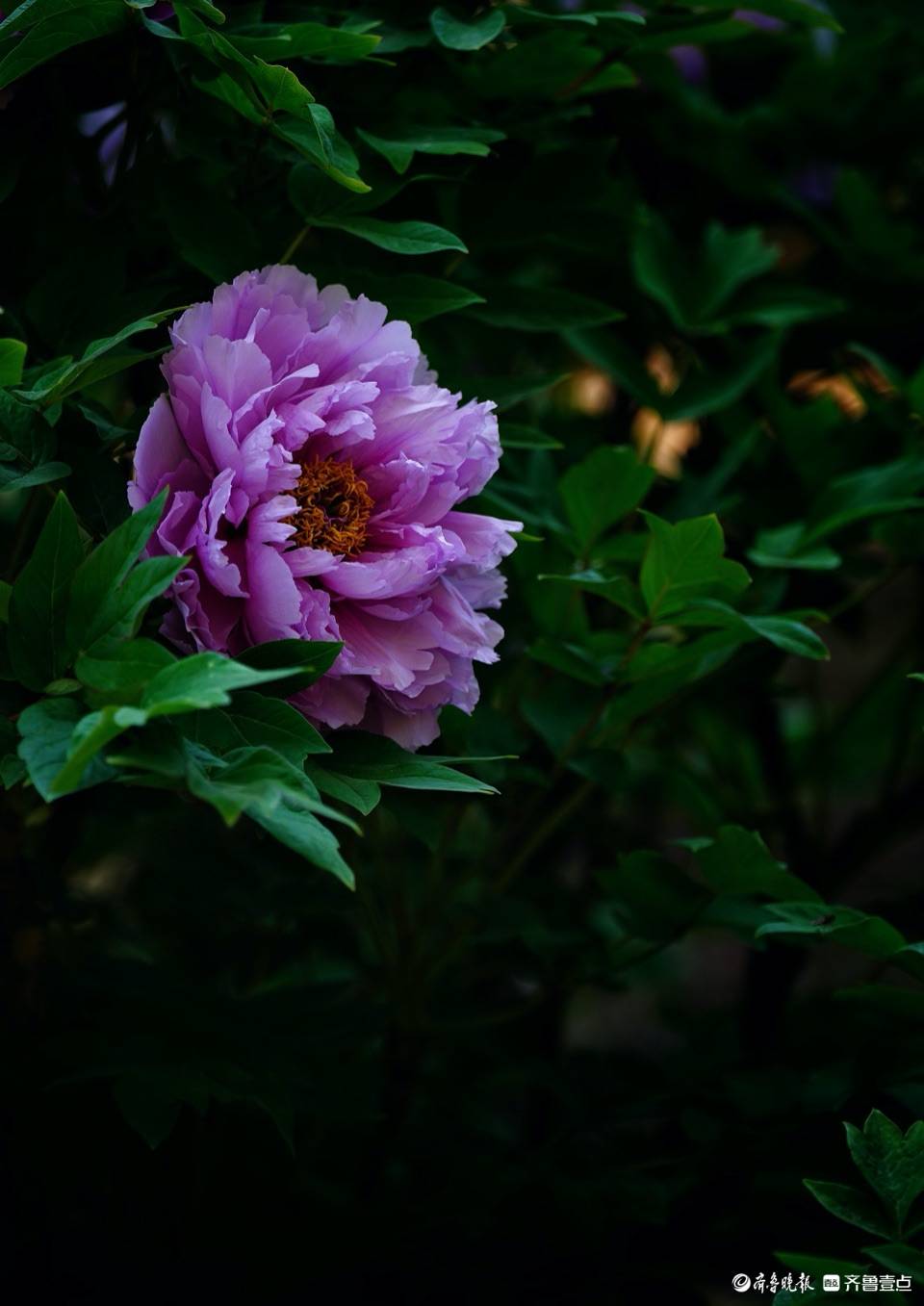 泉城公园牡丹园绽放的花朵,为春天添色彩泉城公园牡丹园绽放的花朵,为