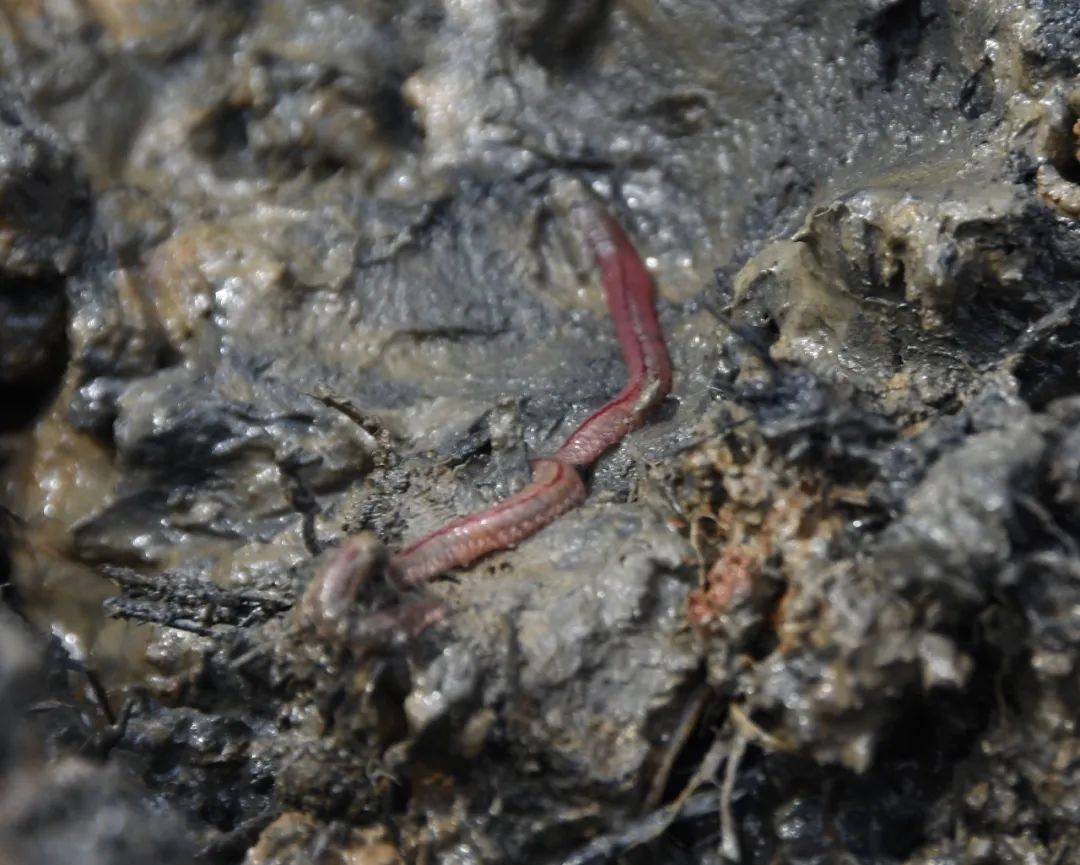 生长在稻田里的禾虫 陈建华摄陈兴汉介绍省里把"水稻 禾虫"综合种养