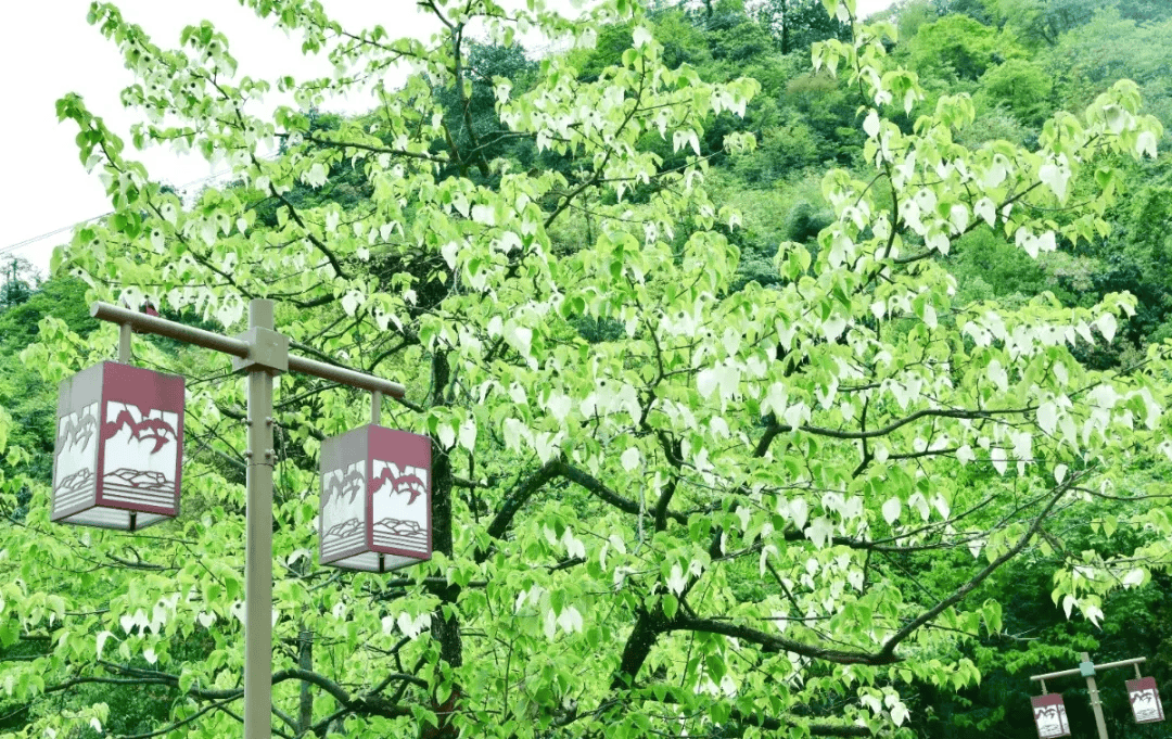 瓦屋山珙桐杜鹃季来啦!万亩高山花海,游十里醉美画廊