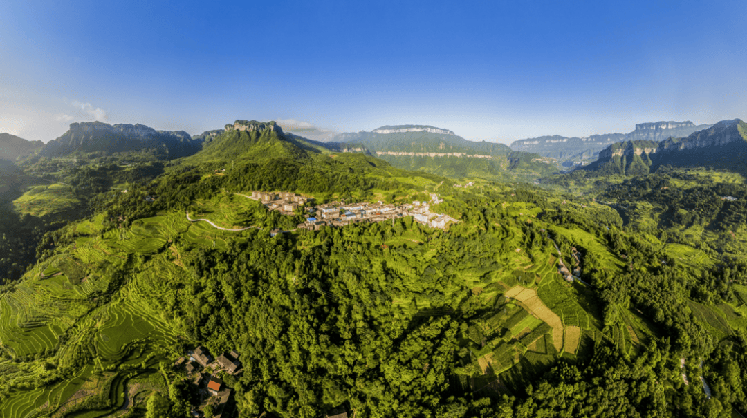 德隆镇请你来喝好茶!千年金山红古树茶文化艺术节来啦