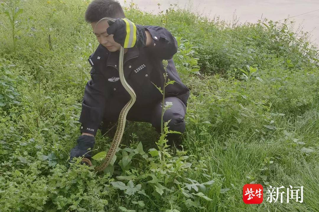 我家来了一条大蟒蛇民警深夜接到惊悚求助电话