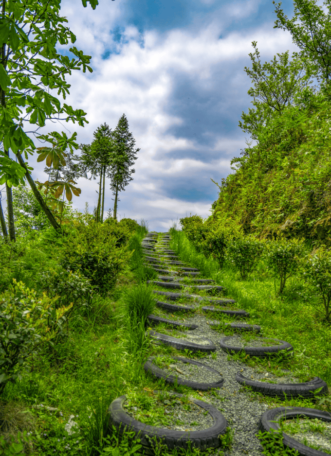 白鹿镇的春天,都藏在这片茶园里~_彭州_茶叶_赏析