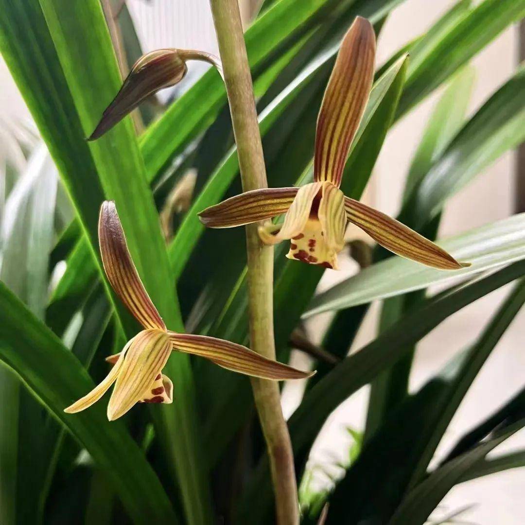 兰花_香草_楚辞