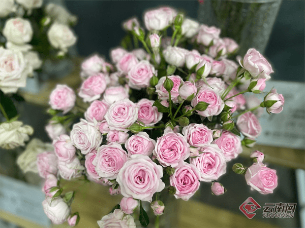 76个"中国风"古典月季新品在斗南诞生!"中国芯"云花芬芳美丽经济
