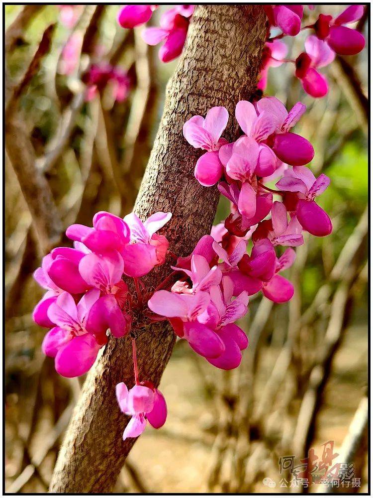 【图集】充满生机活力的紫荆花_花朵_摄影_主干