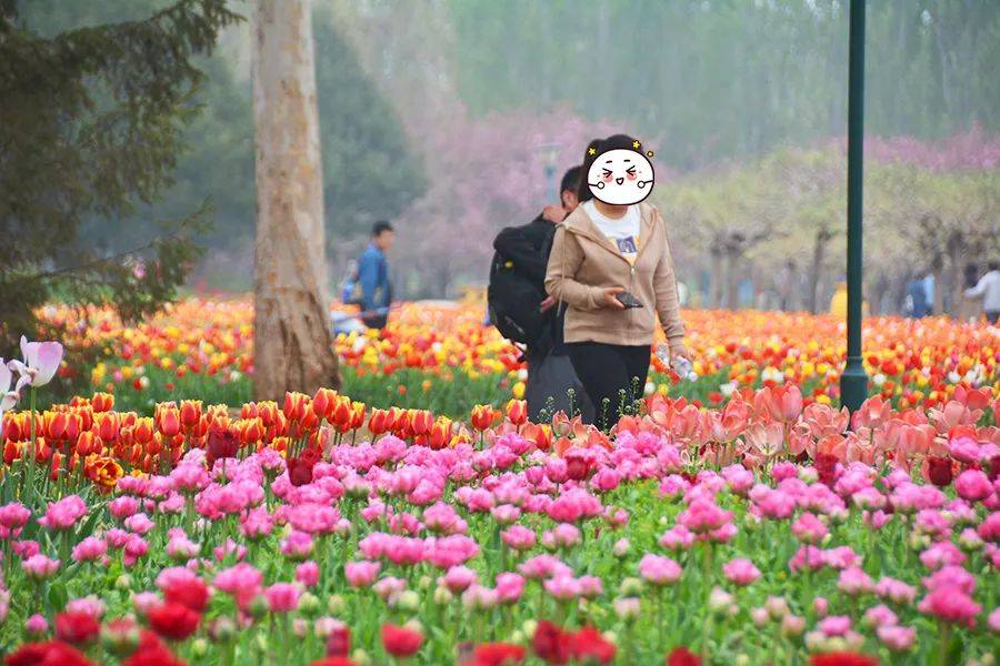 北京顺义赏花图片