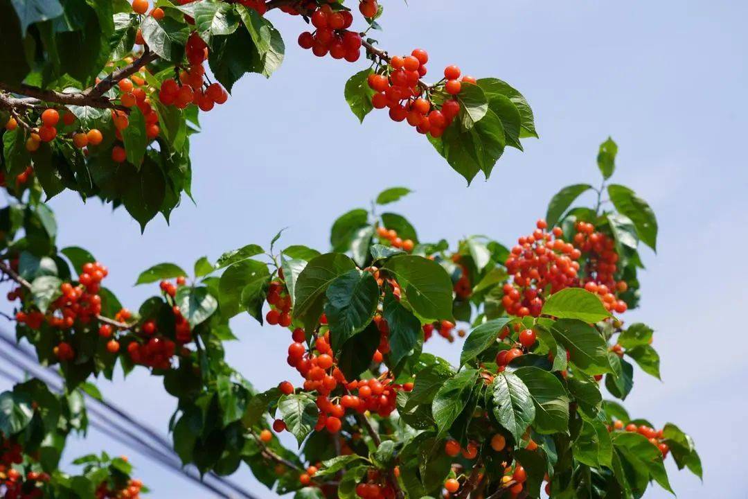 樱桃采摘地渝北玉峰山下面这些采摘地约起~色泽诱人红透欲滴或橙黄或