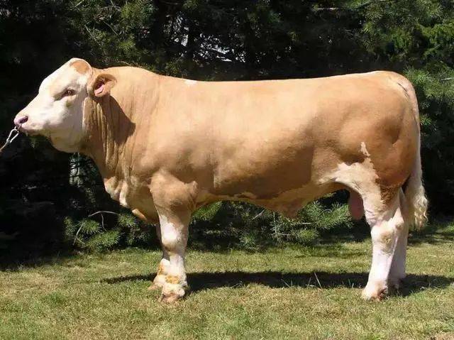 养牛户学会这几招,选出好的育肥牛!