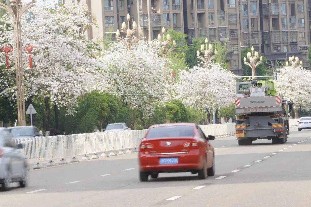 【资阳这一周】幸福大道最近美成这样!