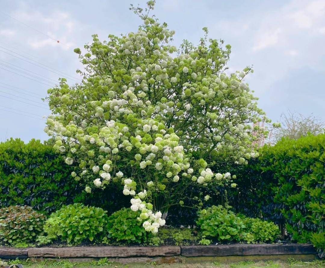 南京一株"琼花"开花,吸引上万人打卡,天下第一花的魅力绝了!