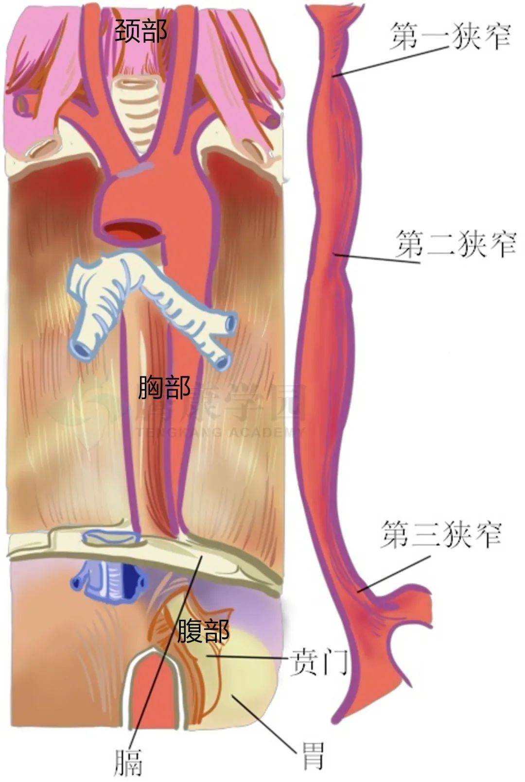 食管的解剖结构和组织结构