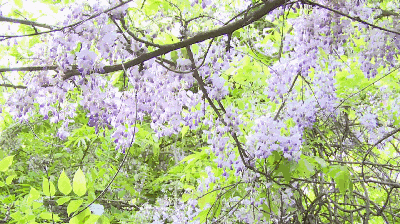绿蔓秾阴紫袖低袁枚手植藤等你