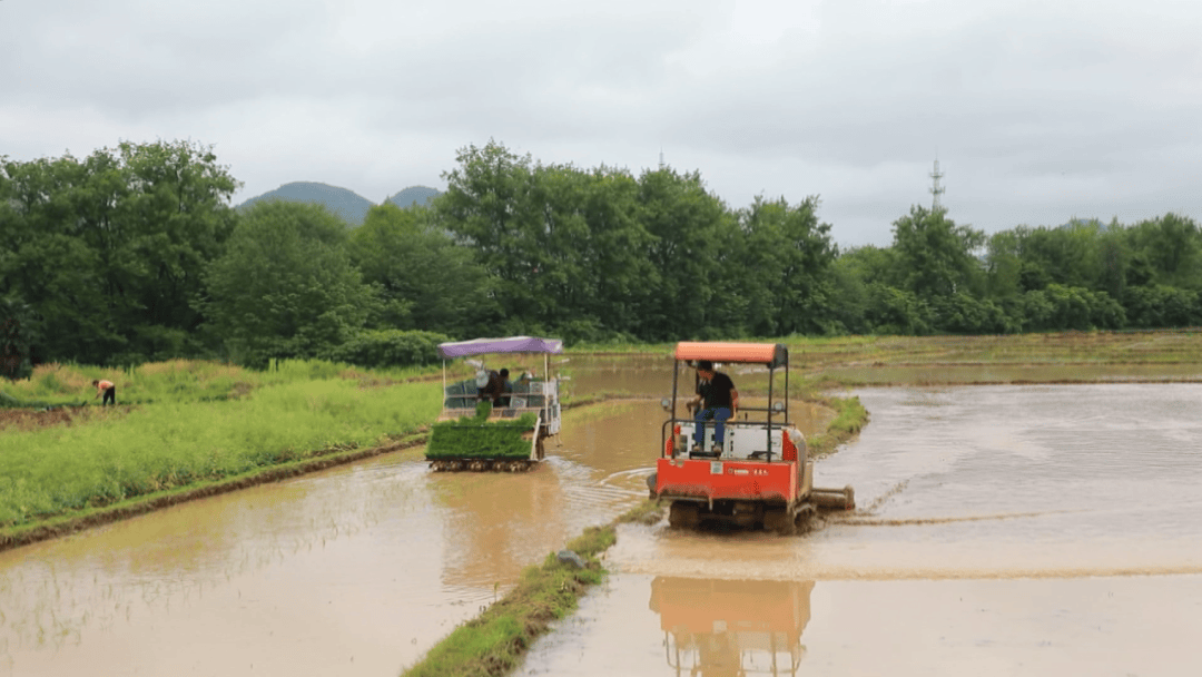 横塘镇:田间春插忙 农机提效率