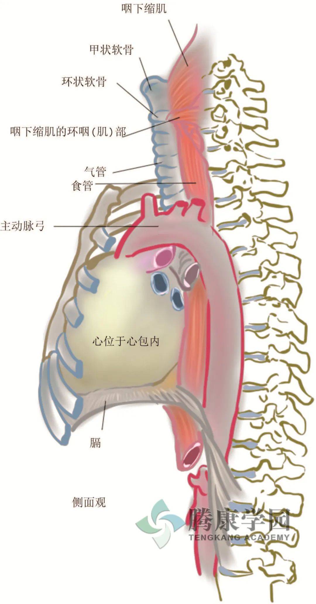 食管的解剖结构和组织结构